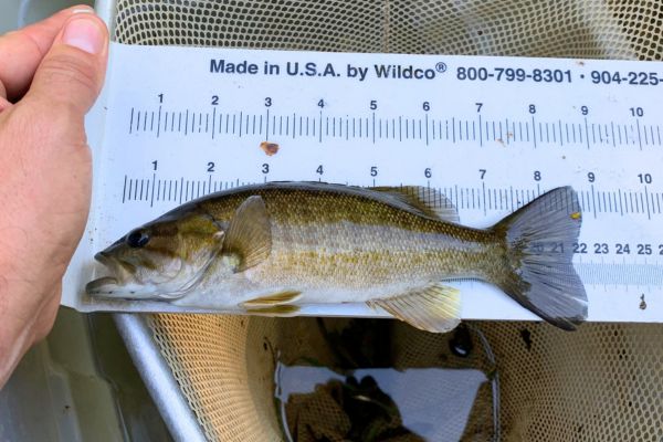 smallmouth bass measured against a ruler
