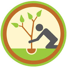 person planting a tree