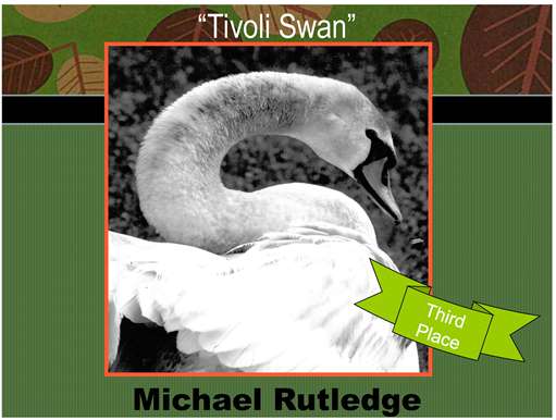 Tivoli Swan 3RD PLACE WINNER