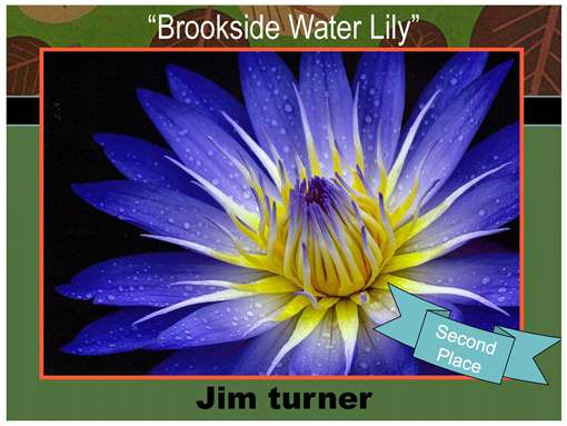 Brookside Water Lily 2ND PLACE WINNER