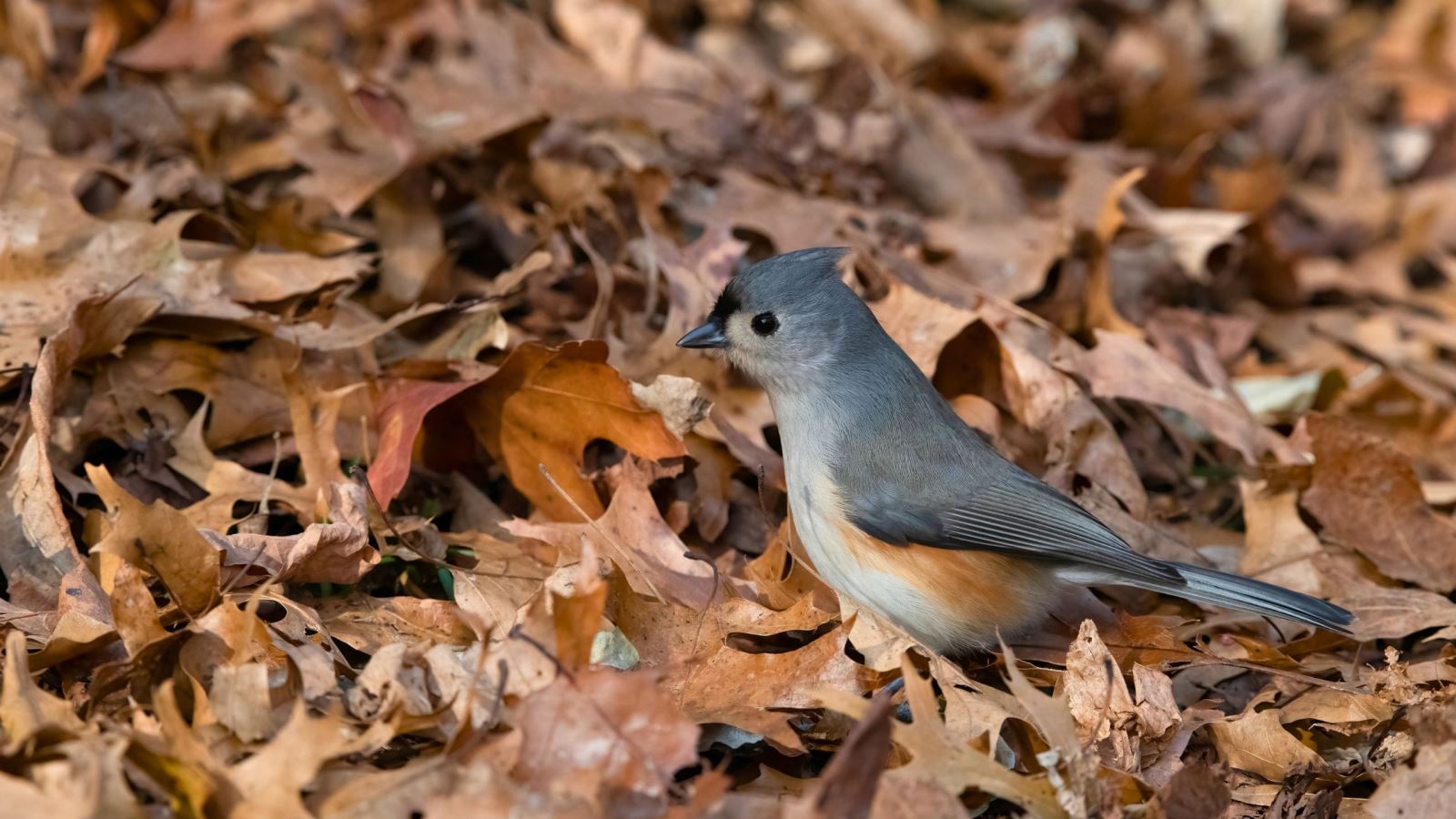 bird perched on dried leaves on ground