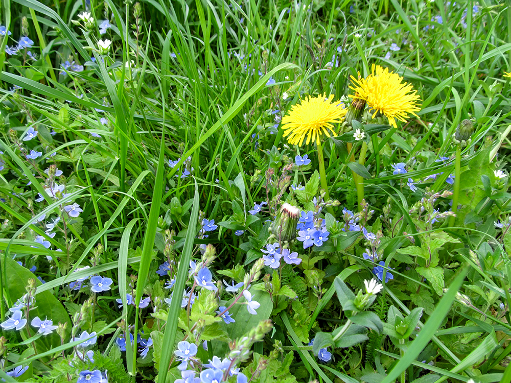 Dandelions