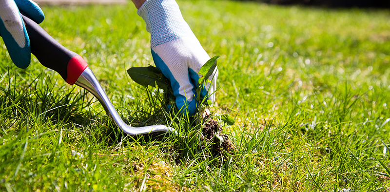 Hand pulling weeds by dansamy 123RF 