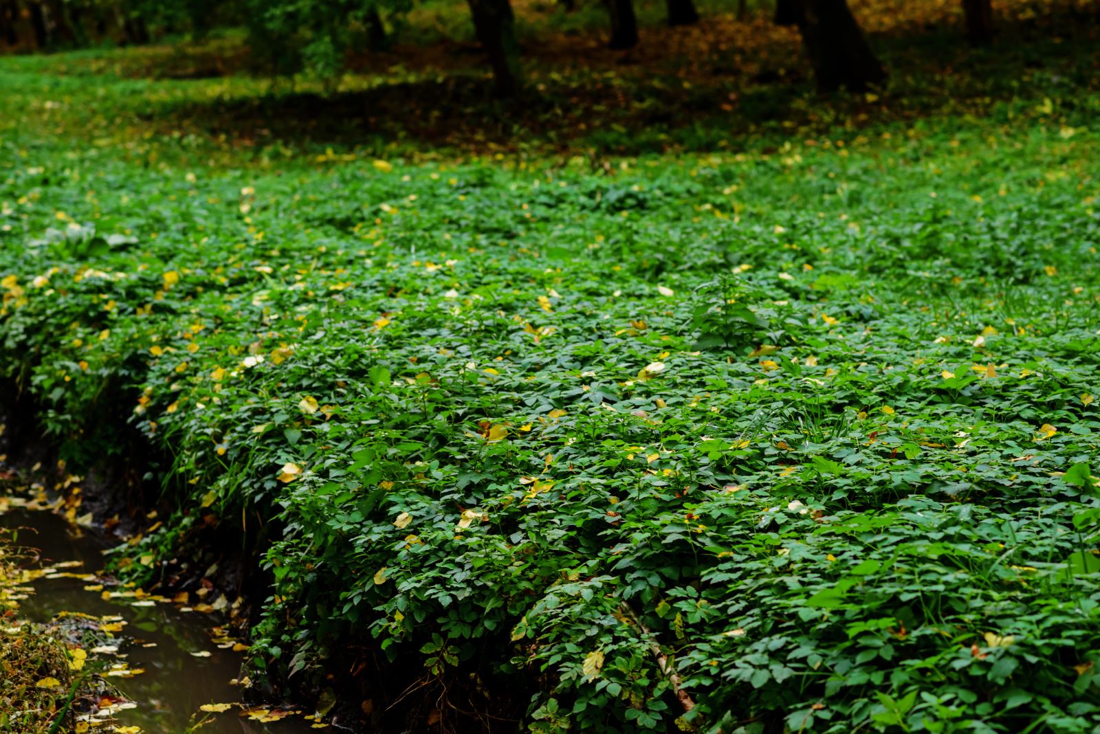 Mint used as groundcover. Photo by cezarfix 123RF Stock Photo