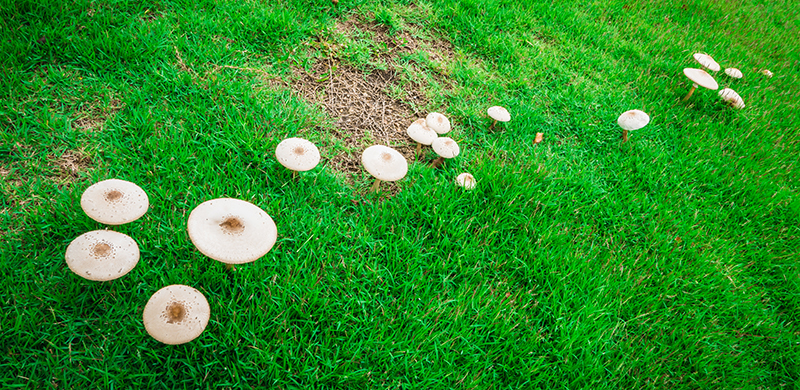 Mushrooms and fungi on grass. Photo byiphotothailand1 123RF Stock Photo