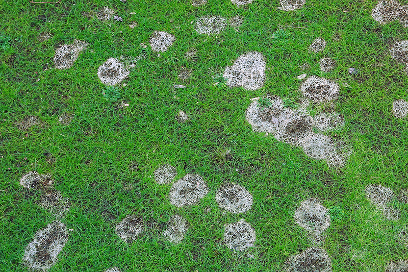 Turf disease. Photo by susazoom, 123RF Stock Photo