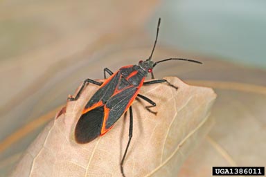 Boxelder bug Credit: Joseph Berger, Bugwood.org licensed under a Creative Commons Attribution 3.0 License
