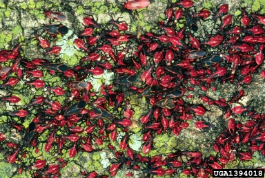 Boxelder bug Credit: James B. Hanson, USDA Forest Service, Bugwood.org licensed under a Creative Commons Attribution-Noncommercial 3.0 License