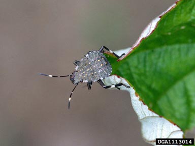 Brown marmorated stink bug (BMSB) Credit: Gary Bernon, USDA APHIS, Bugwood.org licensed under a Creative Commons Attribution 3.0 License
