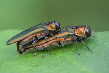 emerald ash borer