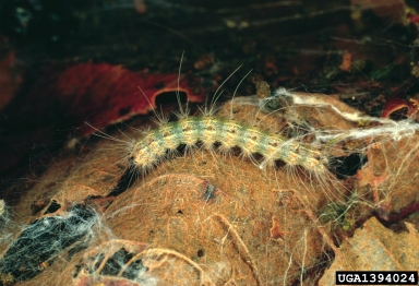 fall webworm Credit: James B. Hanson, USDA Forest Service, Bugwood.org. Creative Commons Attribution-Noncommercial 3.0 License.