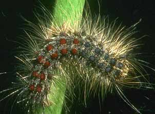 Diagram of the life cycle of the gypsy moth.