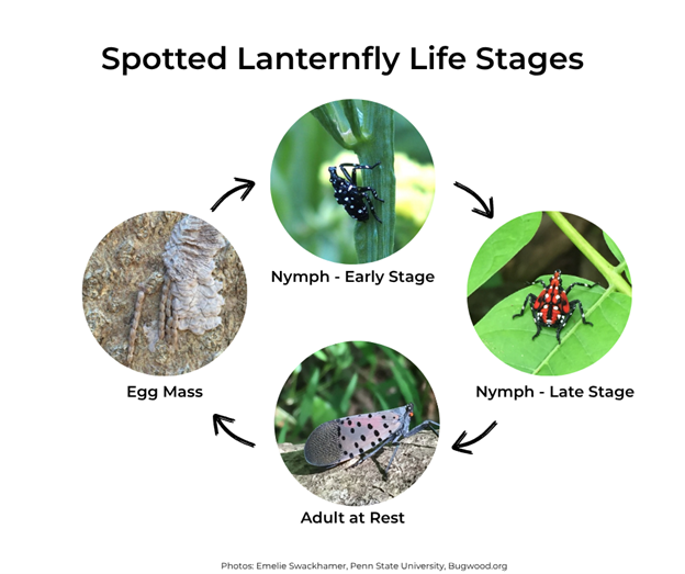Spotted lanternfly life stages: Egg mass, Nymph - Early Stage, Nymph - Late Stage, Adult at Rest