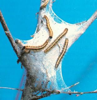 Diagram of the life cycle of the gypsy moth.