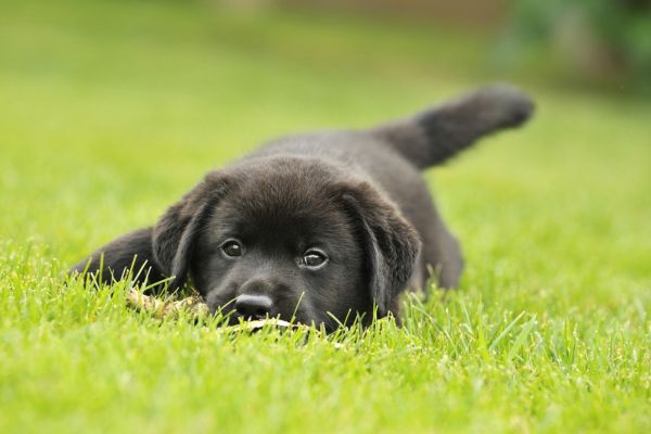 puppy on lawn