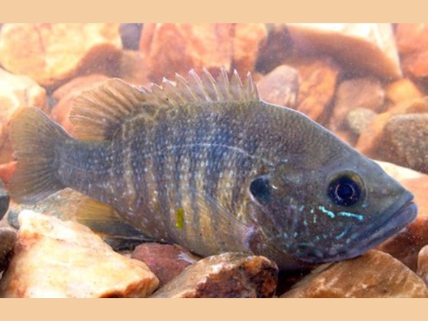 green sunfish