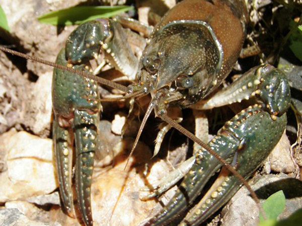 virile crayfish