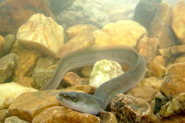 American Eel