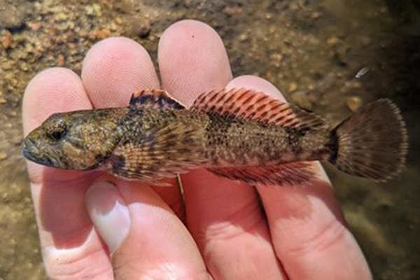 Blue Ridge Sculpin