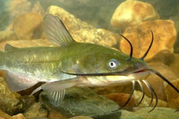 Brown Bullhead