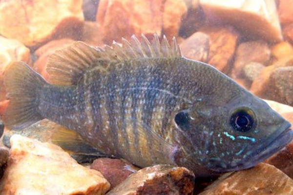 Green Sunfish