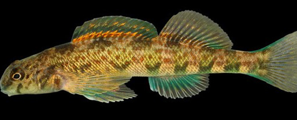 Greenside Darter