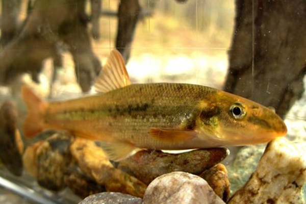 Longnose Dace