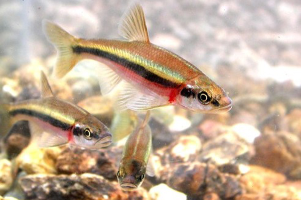 Rosyside Dace