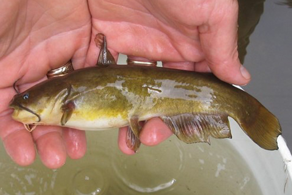 Yellow Bullhead