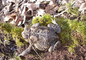 american toad