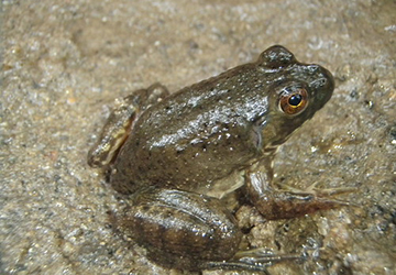 Bull Frog