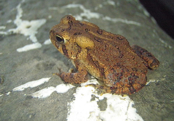 fowlers toad