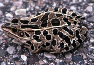northern leopard frog