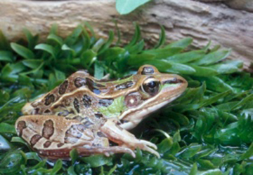 southern leopard frog