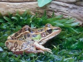 Image of a frog