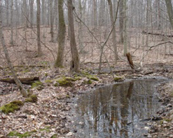 Vernal Pools