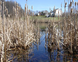 Wetland behind the house