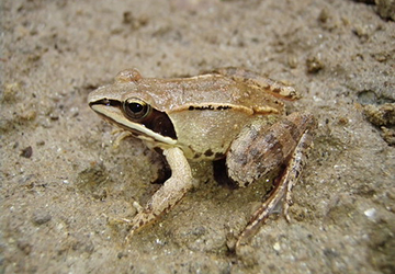 wood frog