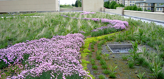 green-roof, stormwater management