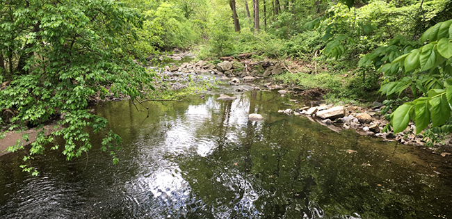 Little Falls Stream