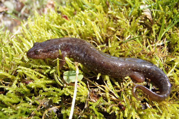 Dusky Salamander