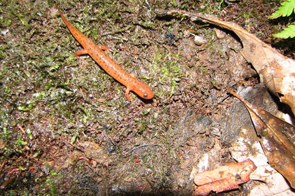 eastern mud salamander