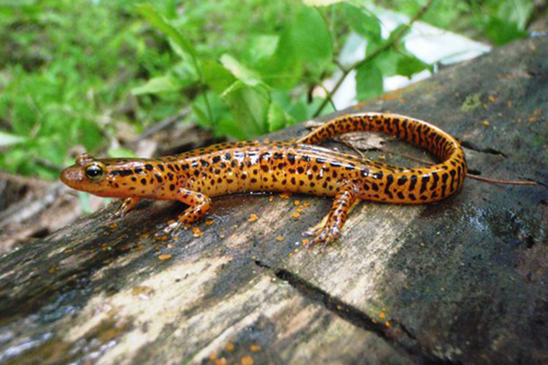long tailed salamander