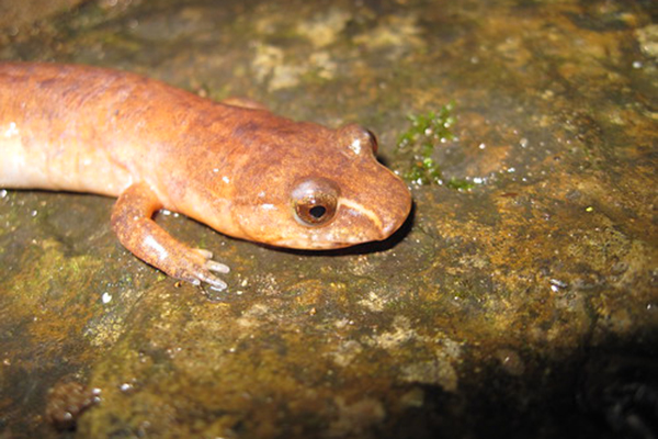 northern spring salamander