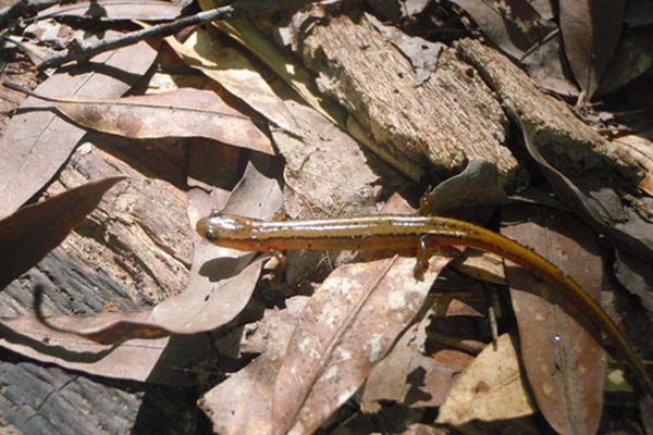 northern two lined salamander