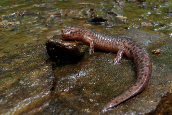 red salamander