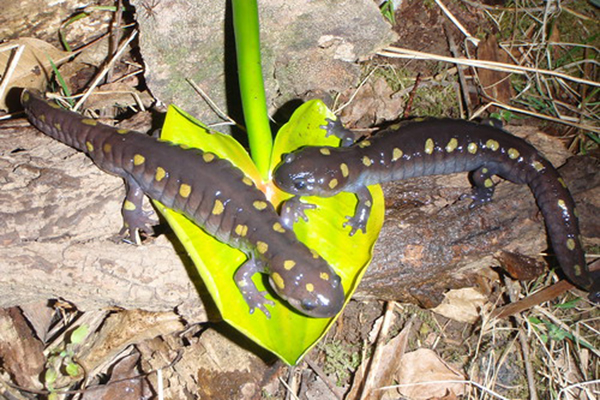 spotted salamander