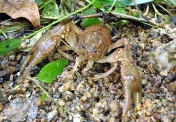 crayfish