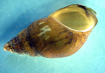 gilled snail