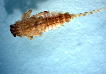 mayfly nymphs